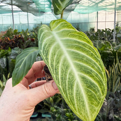 Xanthosoma Lindenii Houseplant 6cm Pot