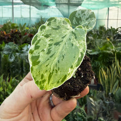 Monstera Bulbasaur (Exact Plant) 6cm Pot House Plant