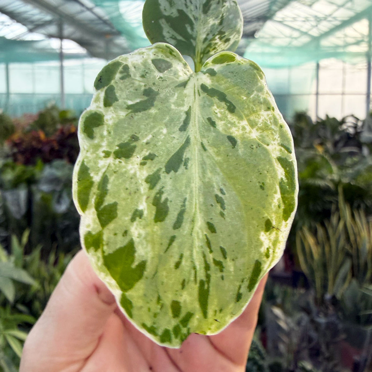 Monstera Bulbasaur (Exact Plant) 6cm Pot House Plant