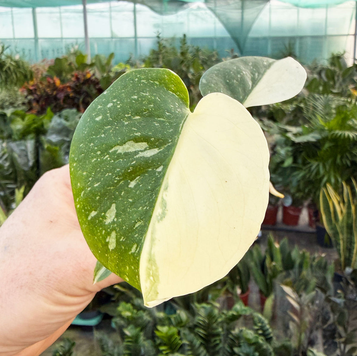 Half Moon Monstera Thai Constellation Cheese Plant Variegated 6cm Pot House Plant