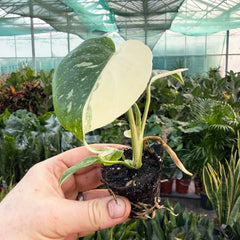 Half Moon Monstera Thai Constellation Cheese Plant Variegated 6cm Pot House Plant