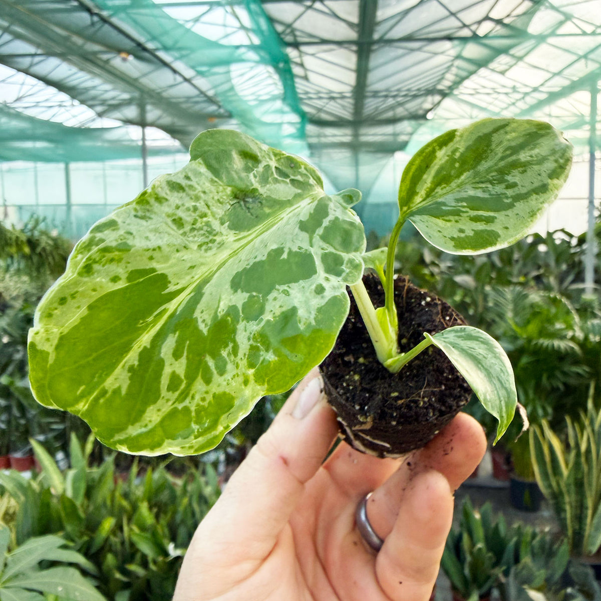 Monstera Bulbasaur (Growers Choice) 6cm Pot House Plant