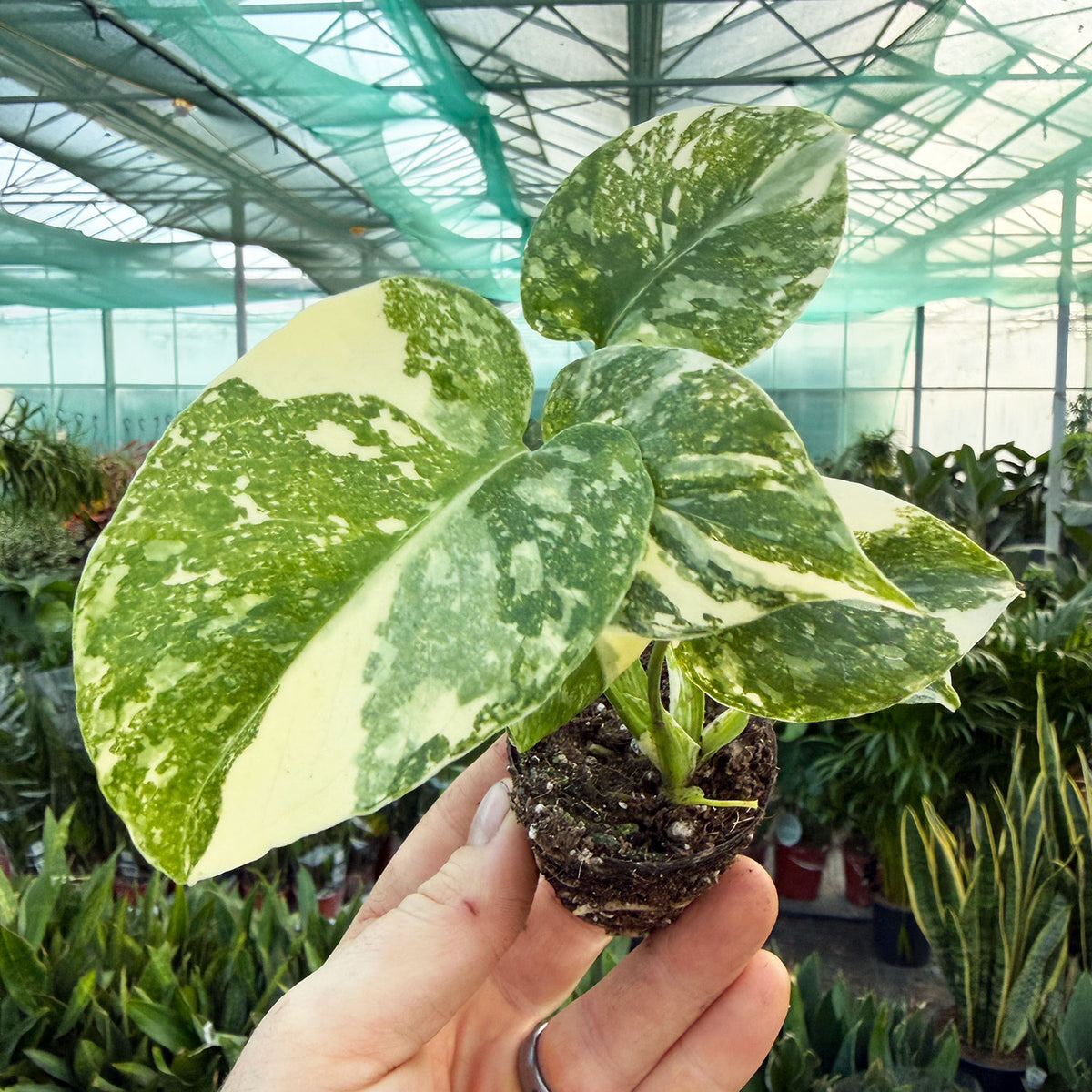 Creme Brulee (Growers Choice) Thai Constellation Monstera Cheese Plants 6cm Pot