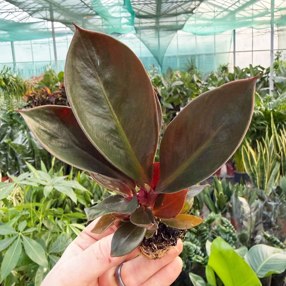Philodendron Linnaei Houseplant 6cm Pot