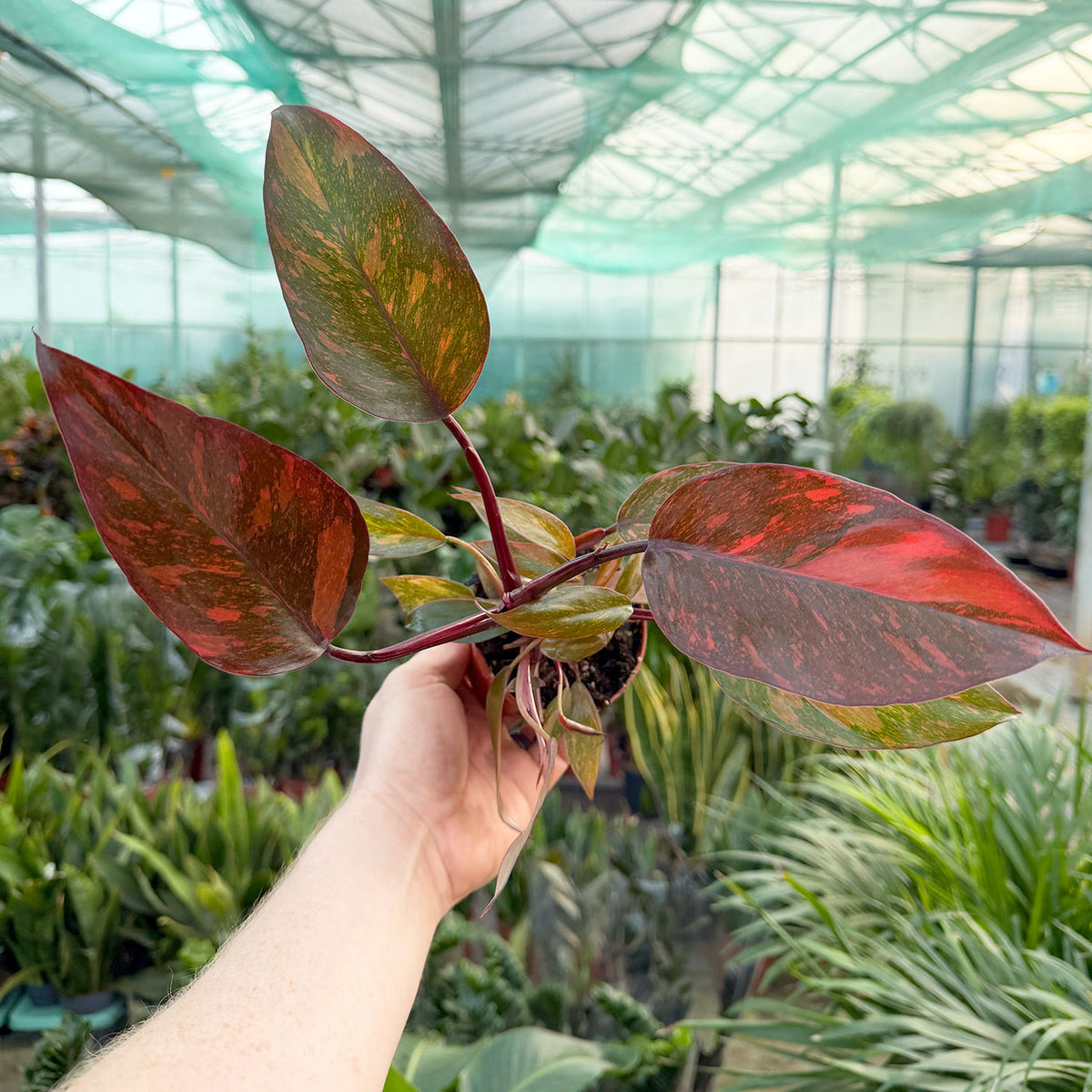 25 - 45cm Orange Princess Philodendron 11cm Pot House Plant