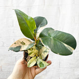 15- 20cm Mutated Ficus Shivereana Moonshine 10cm Pot House Plant