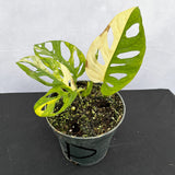 25 - 35cm Aurea Monstera Adansonii Monkey Mask 12cm Pot House Plant