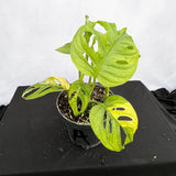 25 - 35cm Aurea Monstera Adansonii Monkey Mask 12cm Pot House Plant