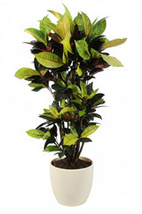 100 - 120cm Codiaeum Mrs Iceton Croton 24cm Pot House Plant