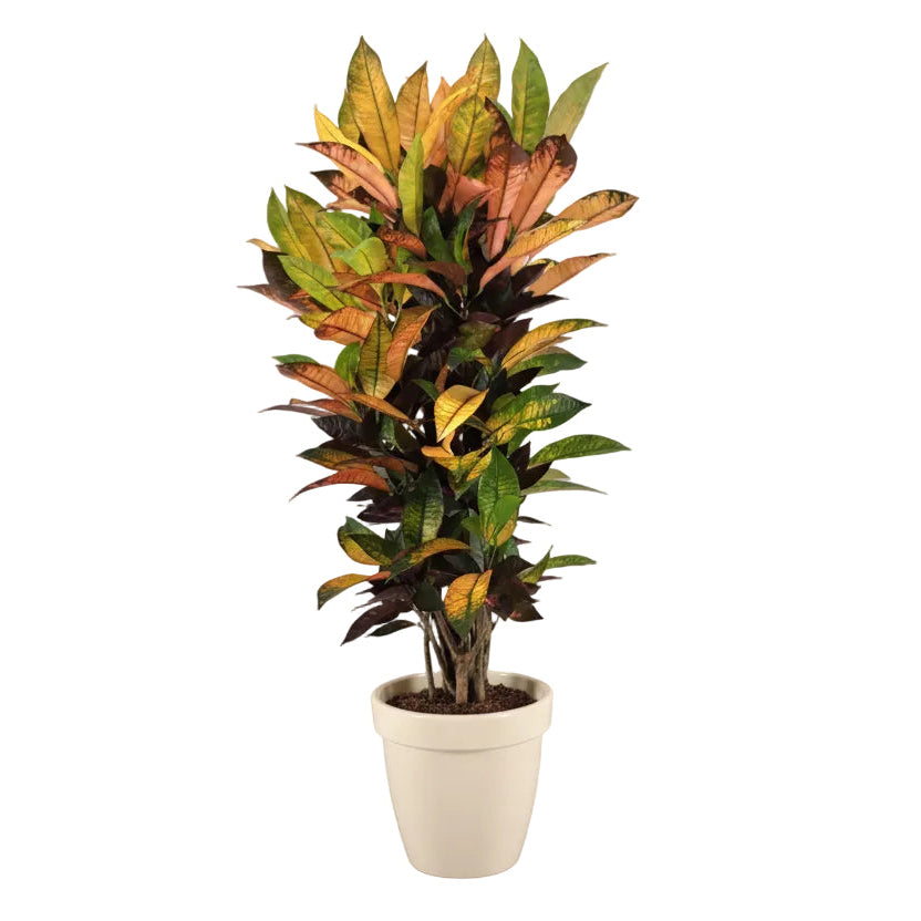 100 - 120cm Codiaeum Mrs Iceton Croton 24cm Pot House Plant