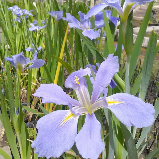Iris Louisiana Sea Wisp Aquatic Pond Plant - Louisiana Iris