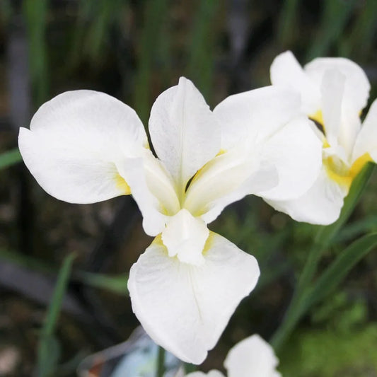 Iris Sibirica Snow Queen Aquatic Pond Plant - Snow Iris