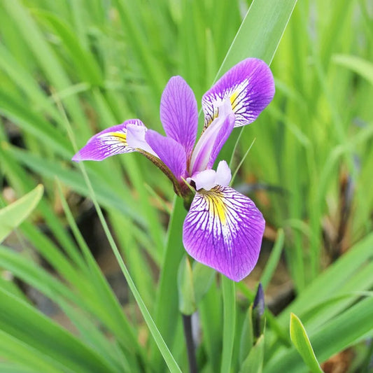 Iris robusta Gerald Darby Aquatic Pond Plant - Louisiana Iris