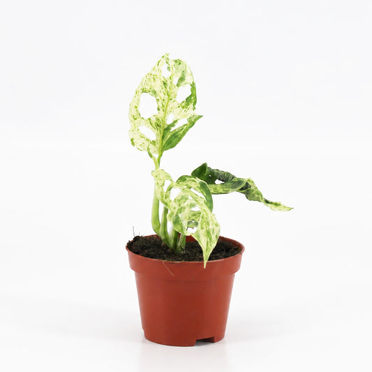 Monstera Frozen Freckles 6cm Pot House Plant