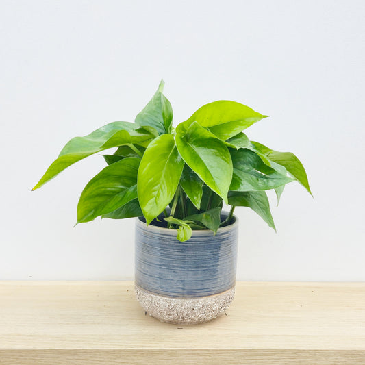 15 - 25cm Epipremnum Jade Pothos 12cm Pot House Plant