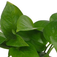 15 - 25cm Epipremnum Jade Pothos 12cm Pot House Plant