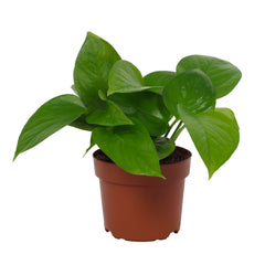 15 - 25cm Epipremnum Jade Pothos 12cm Pot House Plant