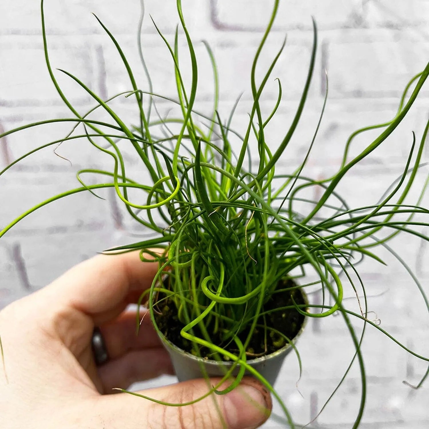 Juncus Spiralis Fern House Plant 6cm Pot