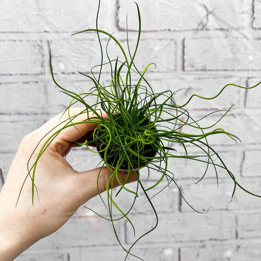Juncus Spiralis Fern House Plant 6cm Pot