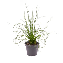 Juncus Spiralis Fern House Plant 6cm Pot