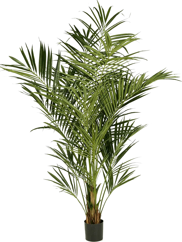 Kentia Artificial Plant Premium Faux 225cm Height