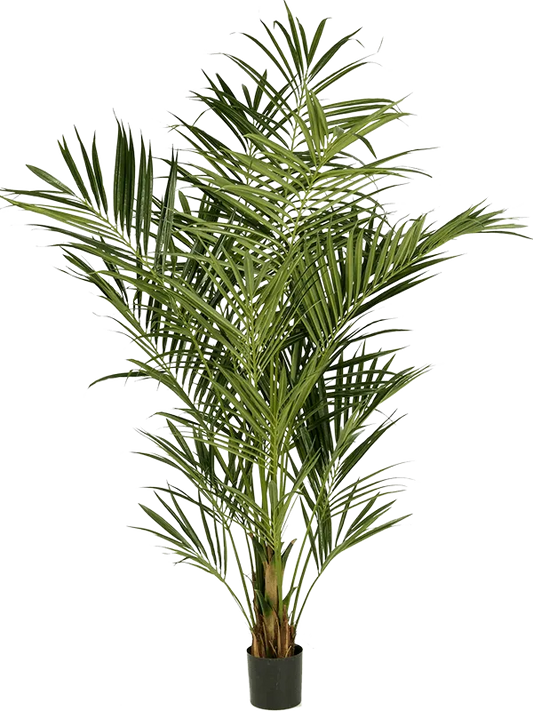 Kentia Artificial Plant Premium Faux 225cm Height