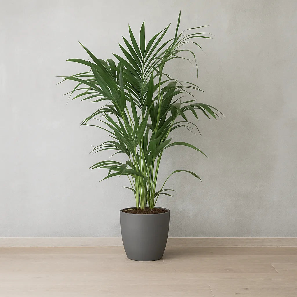 Kentia Palm Howea Forsteriana House Plant