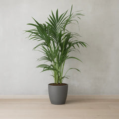 Kentia Palm Howea Forsteriana House Plant
