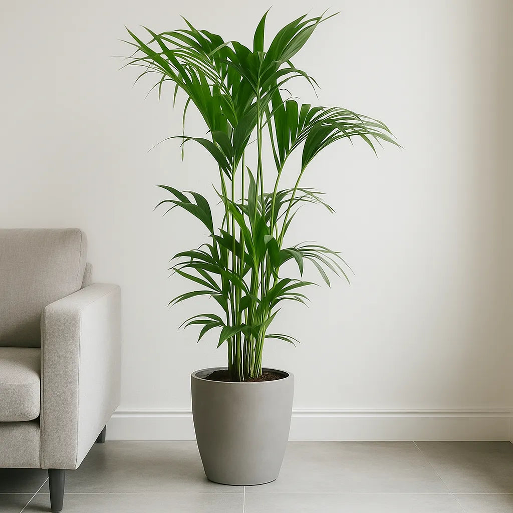 Kentia Palm Howea Forsteriana House Plant