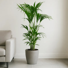 Kentia Palm Howea Forsteriana House Plant