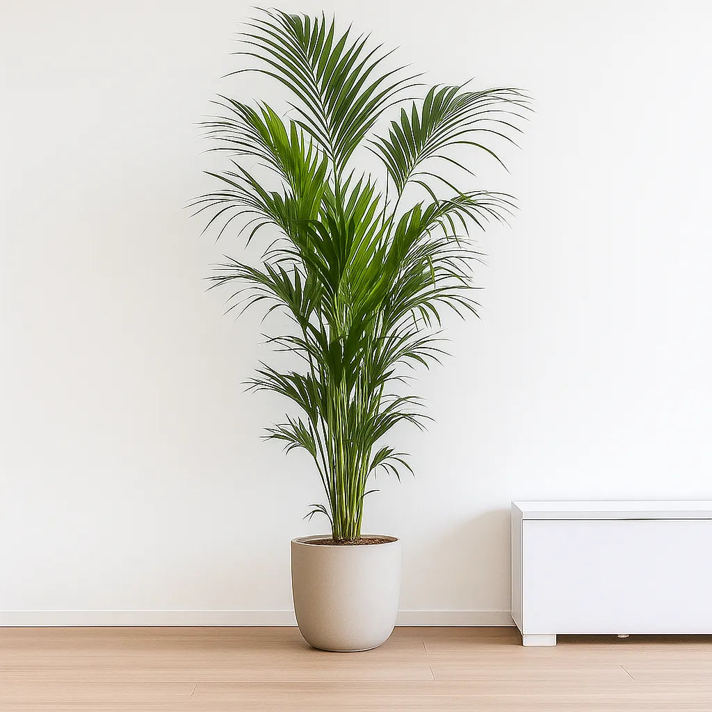 indoor palm plants uk Kentia Palm Howea Forsteriana House Plant – Plants For All Seasons