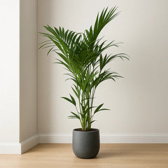 Kentia Palm Howea Forsteriana House Plant