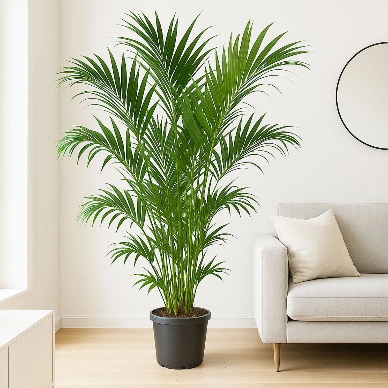 Kentia Palm Howea Forsteriana House Plant