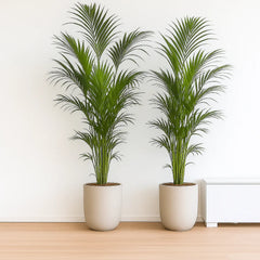 Kentia Palm Howea Forsteriana House Plant