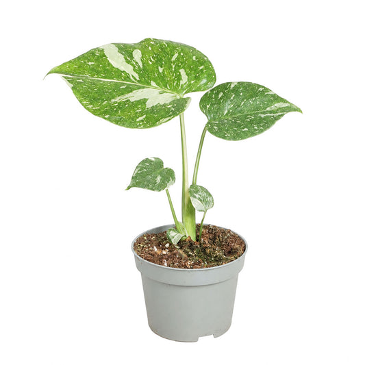 Monstera Thai Constellation Cheese Plant Variegated 6cm Pot House Plant