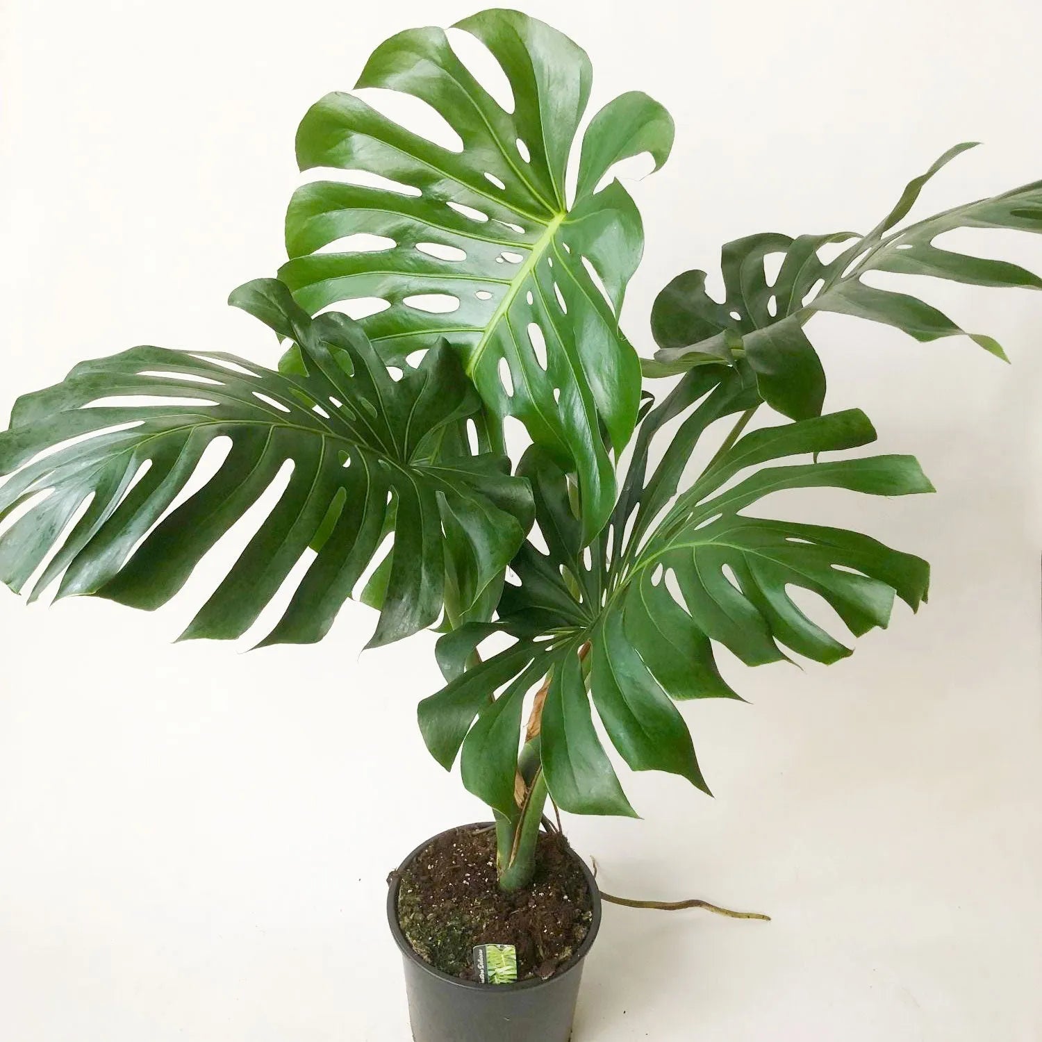 Large Form Monstera Deliciosa Swiss Cheese House Plant