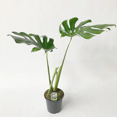 Large Form Monstera Deliciosa Swiss Cheese House Plant
