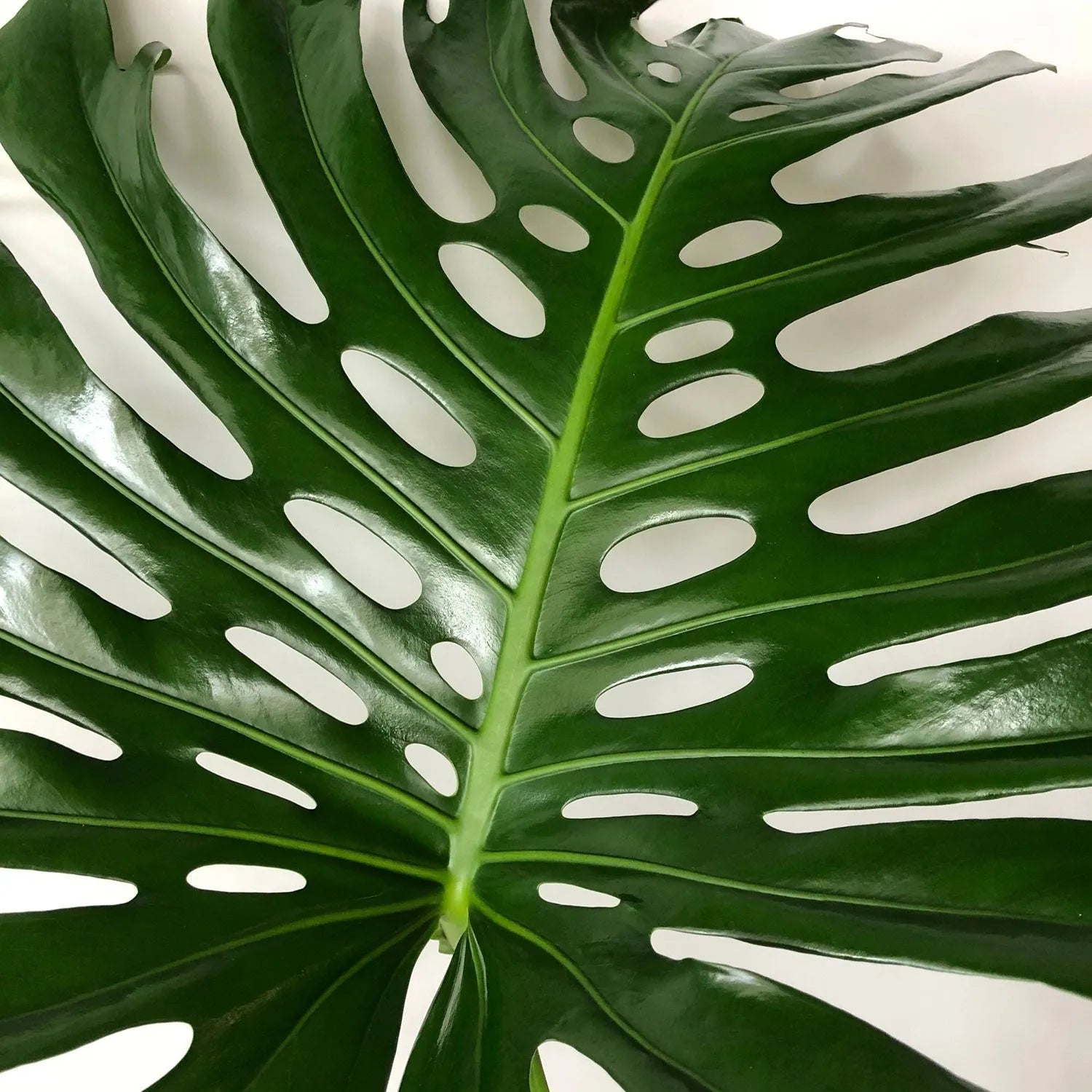 Large Form Monstera Deliciosa Swiss Cheese House Plant