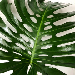 Large Form Monstera Deliciosa Swiss Cheese House Plant