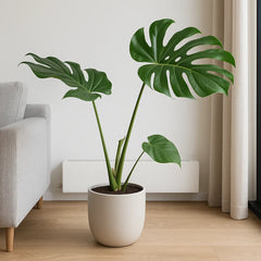 Large Form Monstera Deliciosa Swiss Cheese House Plant