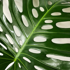 Large Form Monstera Deliciosa Swiss Cheese House Plant
