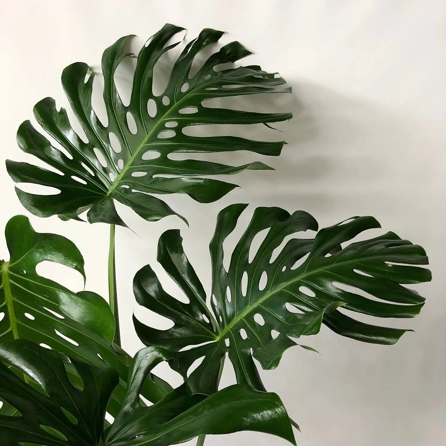 Large Form Monstera Deliciosa Swiss Cheese House Plant