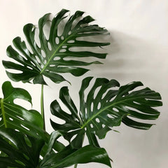 Large Form Monstera Deliciosa Swiss Cheese House Plant