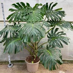 Large Form Monstera Deliciosa Swiss Cheese House Plant