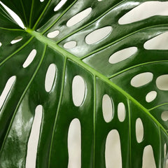 Large Form Monstera Deliciosa Swiss Cheese House Plant