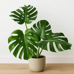 Large Form Monstera Deliciosa Swiss Cheese House Plant