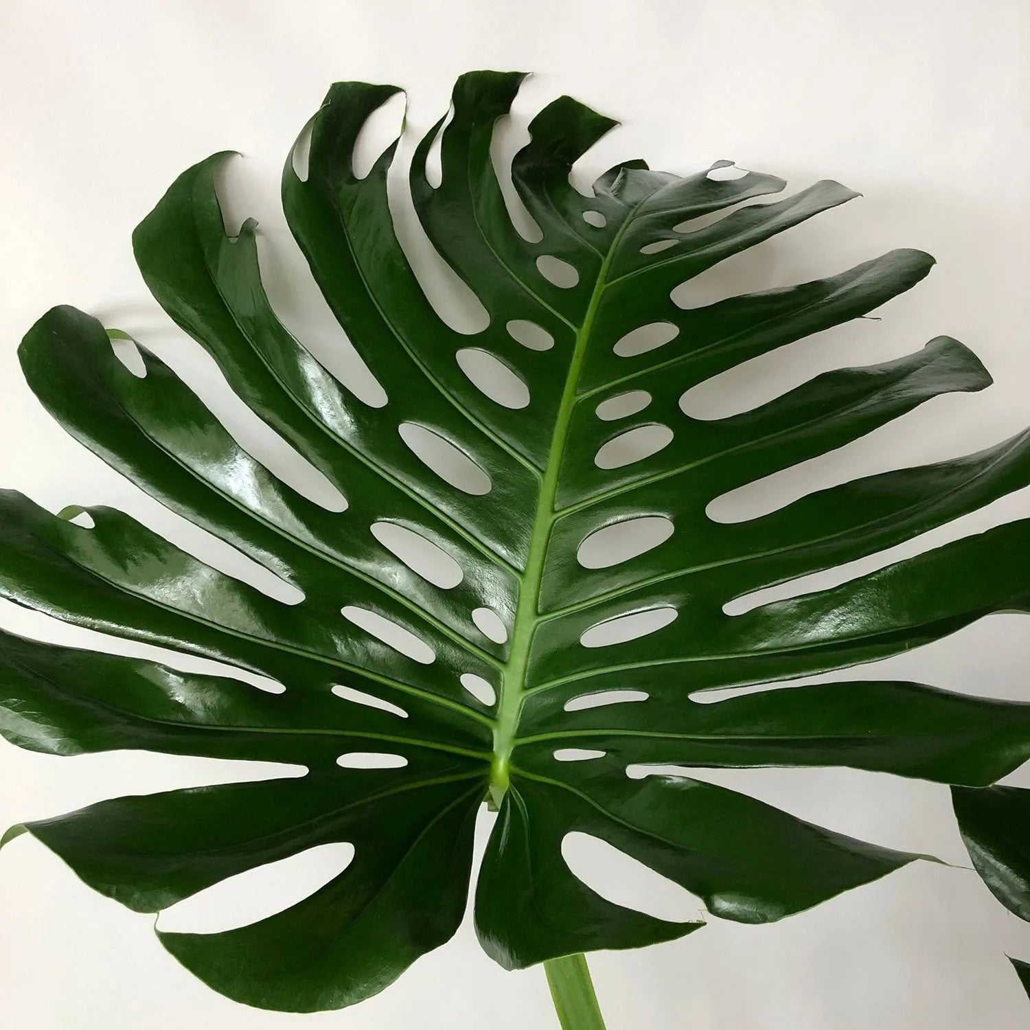 Large Form Monstera Deliciosa Swiss Cheese House Plant