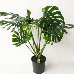 Large Form Monstera Deliciosa Swiss Cheese House Plant
