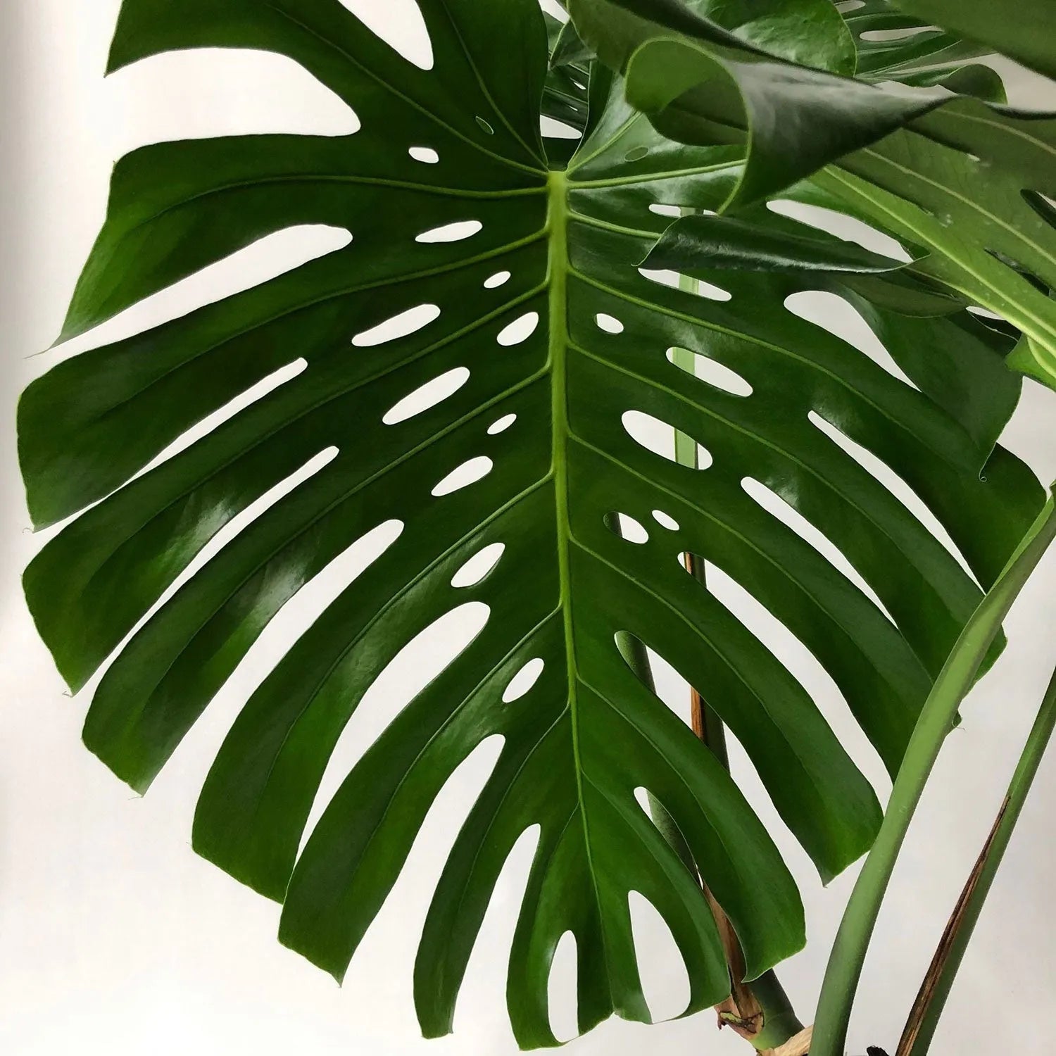 Large Form Monstera Deliciosa Swiss Cheese House Plant