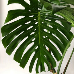 Large Form Monstera Deliciosa Swiss Cheese House Plant